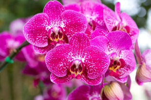 pink phalaenopsis orchid flower