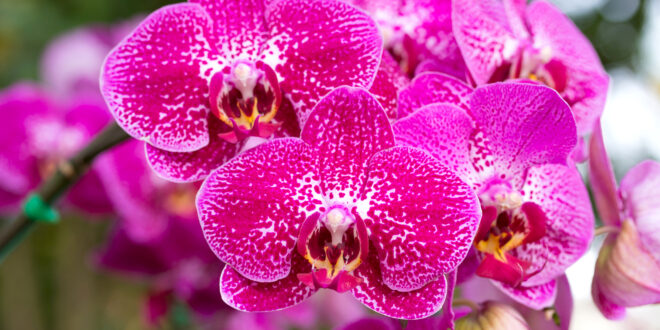 pink phalaenopsis orchid flower