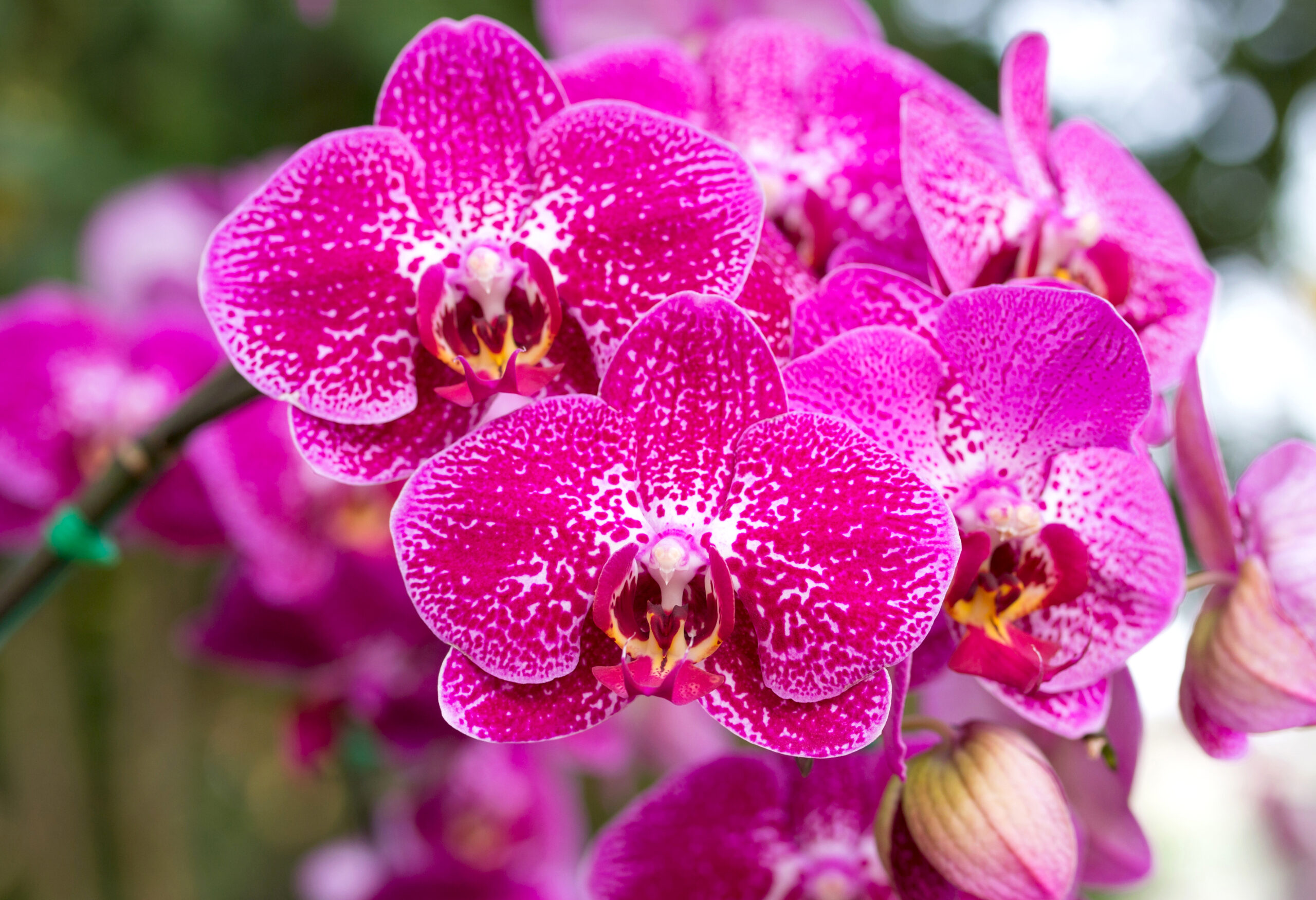 Orhideede eest hoolitsemine nõuab kannatlikkust ja kogemust 1 Pink phalaenopsis orchid flower