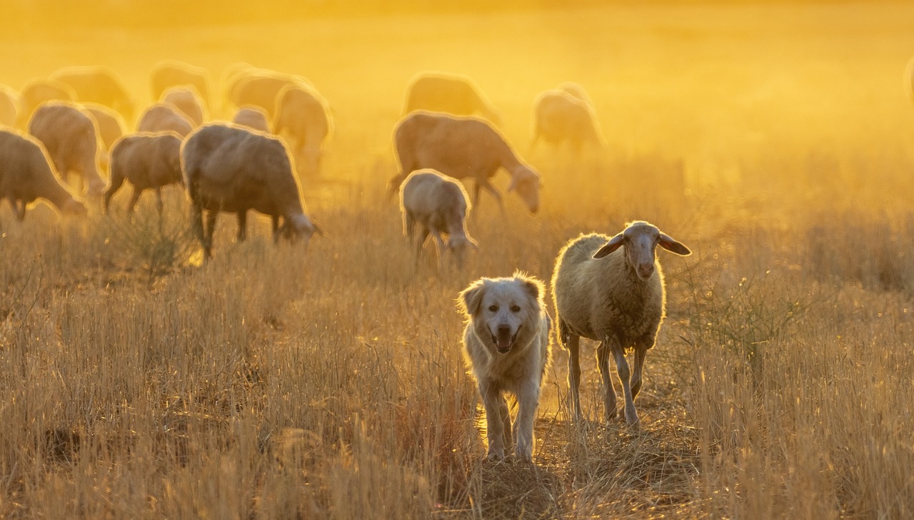 sheep-ge365ed8ae_1280