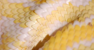 snake g54decff58 1280