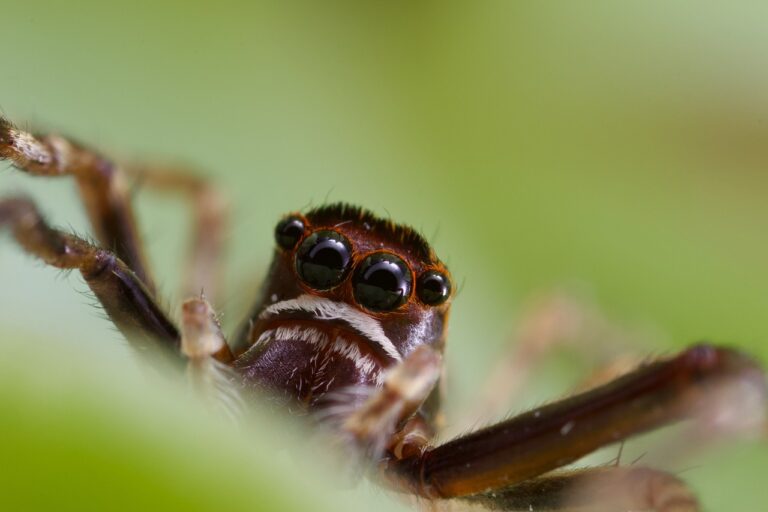 spider-ga25d2643a_1280