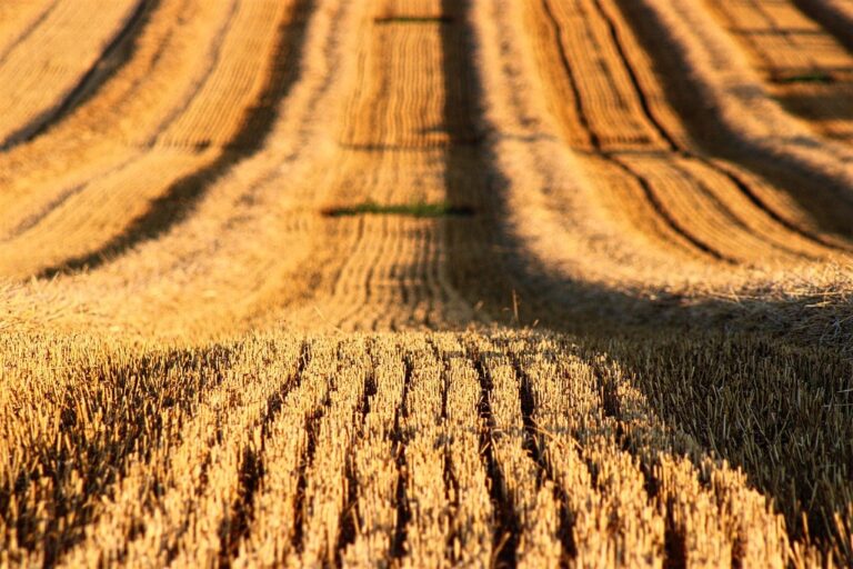 stubble-gf0753ce25_1280