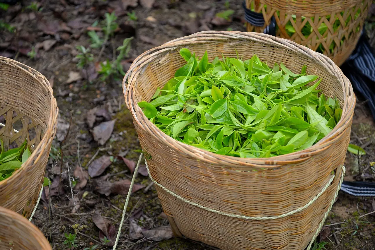 tea-g7c229913b_1280