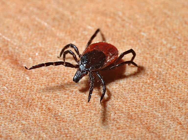 tick-geb2dc58c9_1280