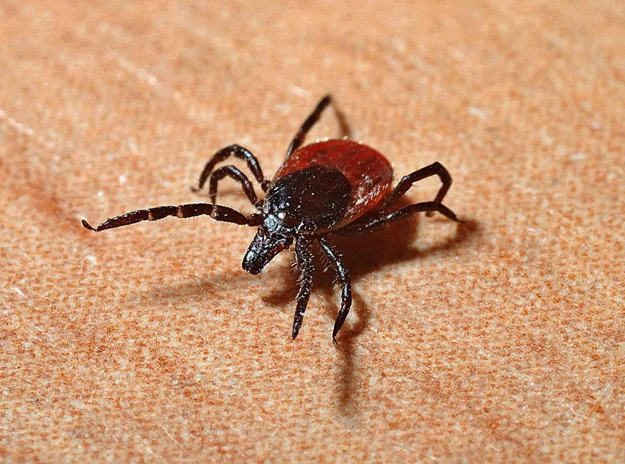 tick-geb2dc58c9_1280