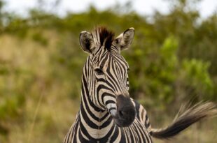 zebra g9a98c261e 1280