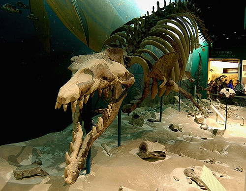 Basilosaurus_skeleton