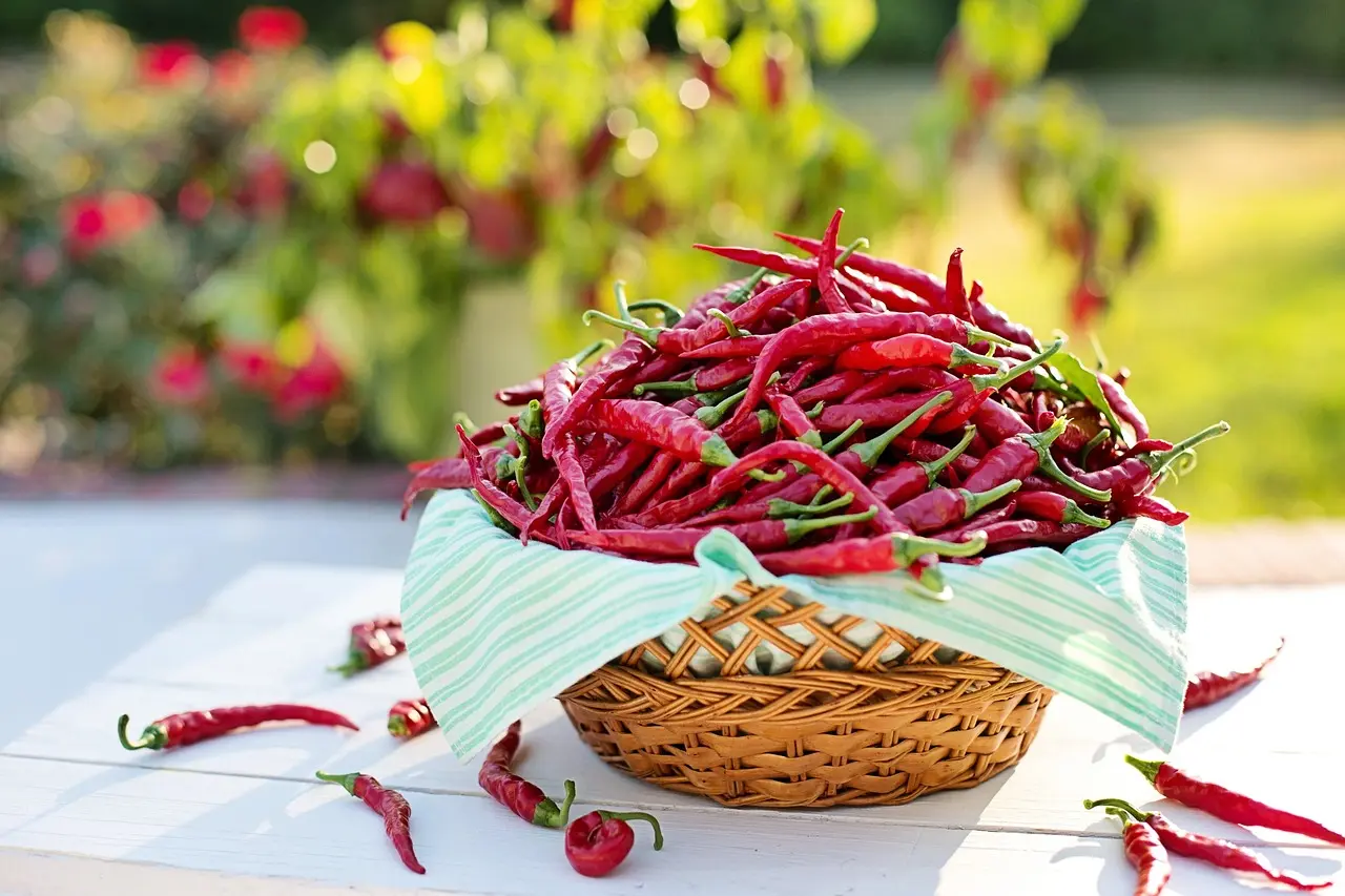 Marineeritud tšillide retsept 1 cayenne-peppers-2779828_1280