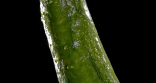 cucumber 3163704 1280