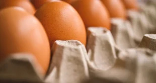 egg 7345934 1280