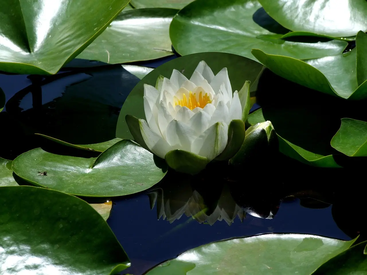 flower-g57ba2d4c9_1280