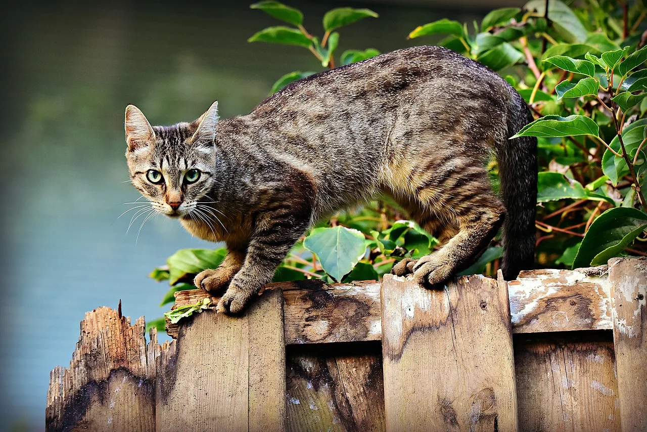 foto_pexels
