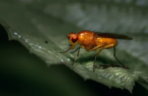 fruit-fly-6831034_1280