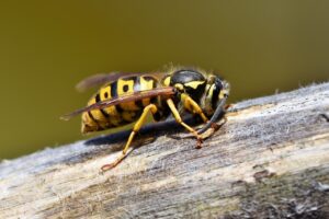 hornet-3350248_1280