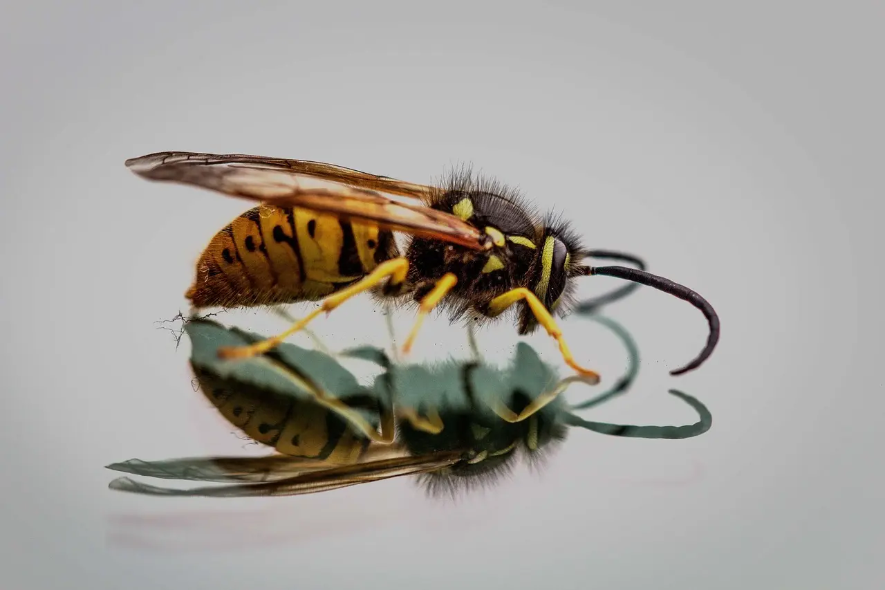 hornet-gdd37b7bcd_1280
