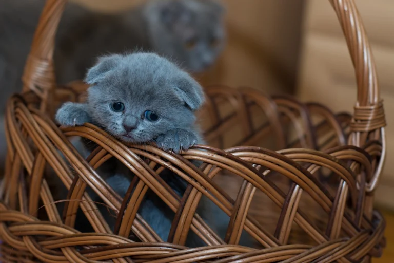 kitten-1845789_1280