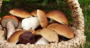 mushrooms g52342e591 1280