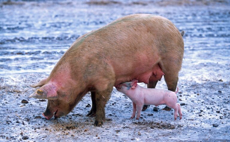 pig-139712_1280