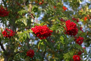 rowan-g494ebe331_1280