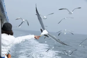 seagull-4795739_1280