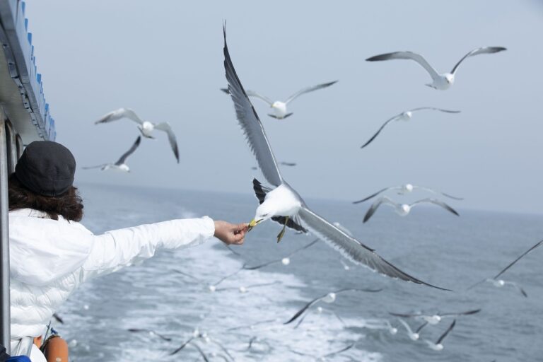 seagull-4795739_1280