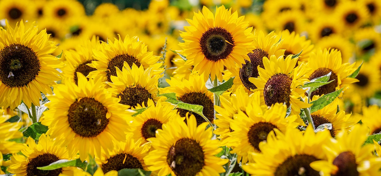 sunflowers-3792914_1280