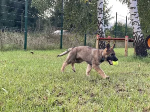 379295695_732729555564568_4899168849855506878_n