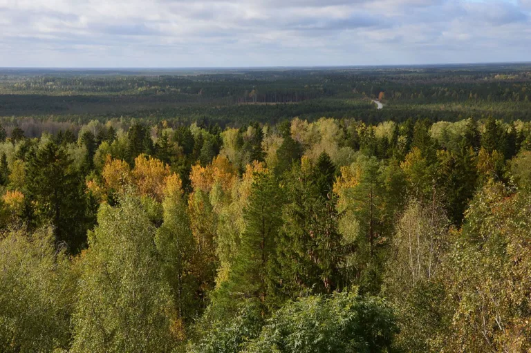 Alutaguse_forests