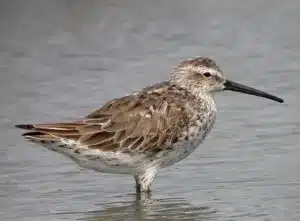 Calidris_himantopus