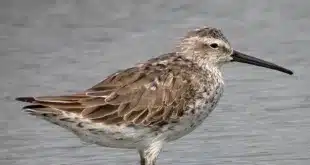 Calidris himantopus