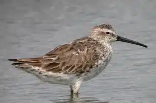 Calidris himantopus