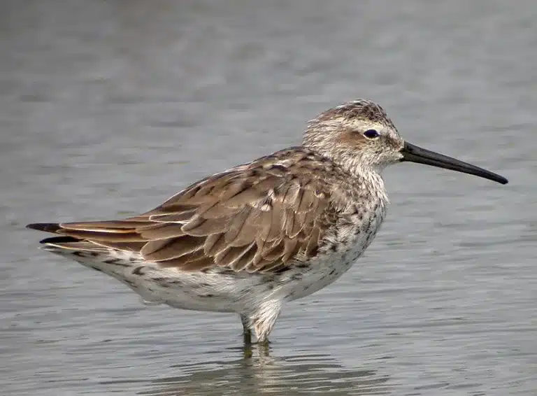 Calidris_himantopus