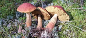 Männi-kuldpoorik