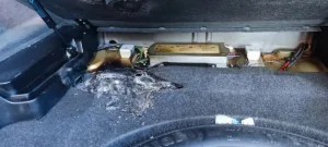 Narva_autopoleng_16.09.23[698]