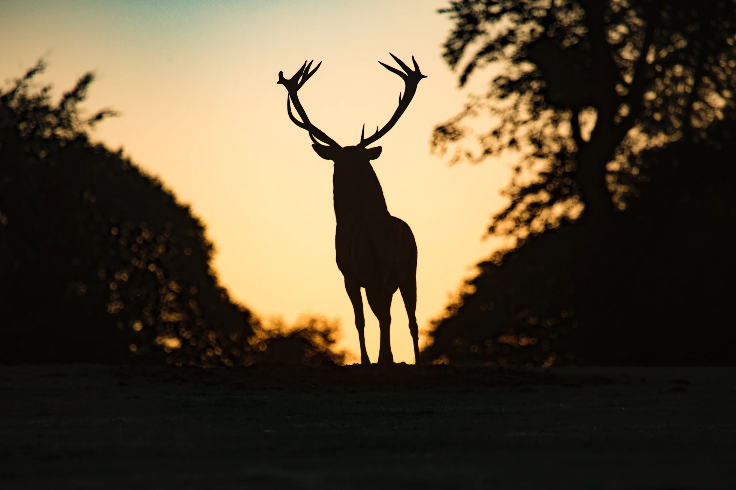 diana-parkhouse-d5l17dc_lxU-unsplash
