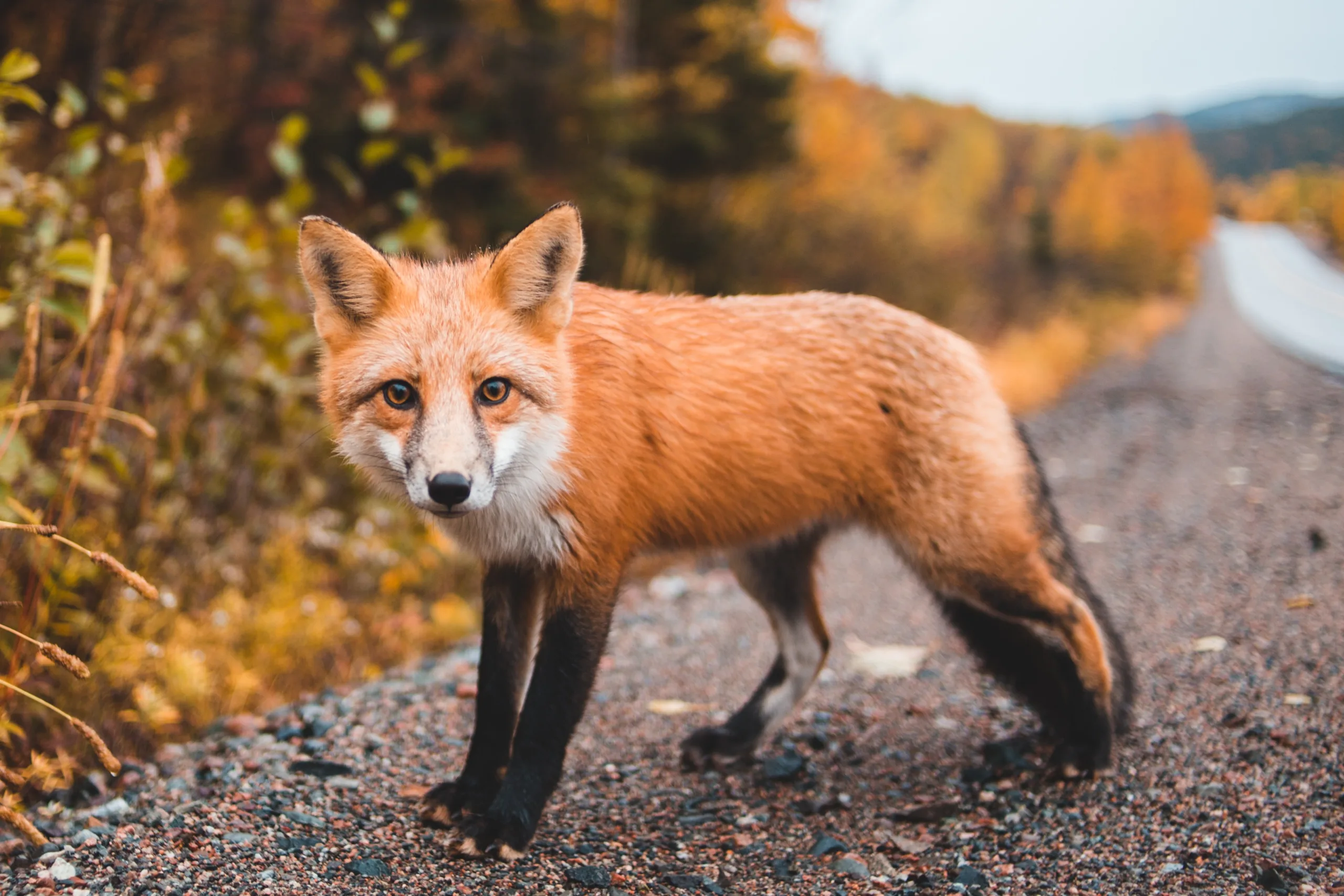 erik-mclean-gjpThvXUKIo-unsplash
