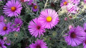 flowers-947689_1280