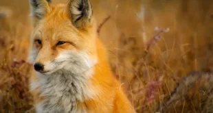 fox 1883658 1280