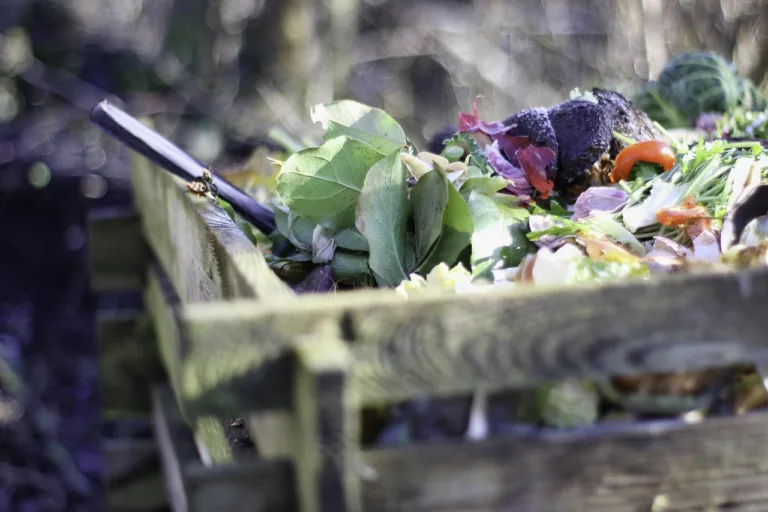garden-4725522_1280