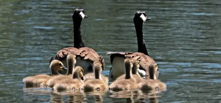 geese-2494952_1280