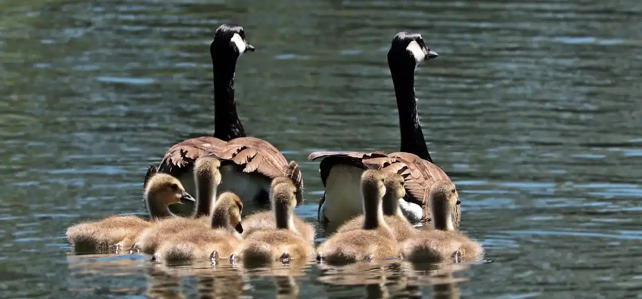 geese-2494952_1280