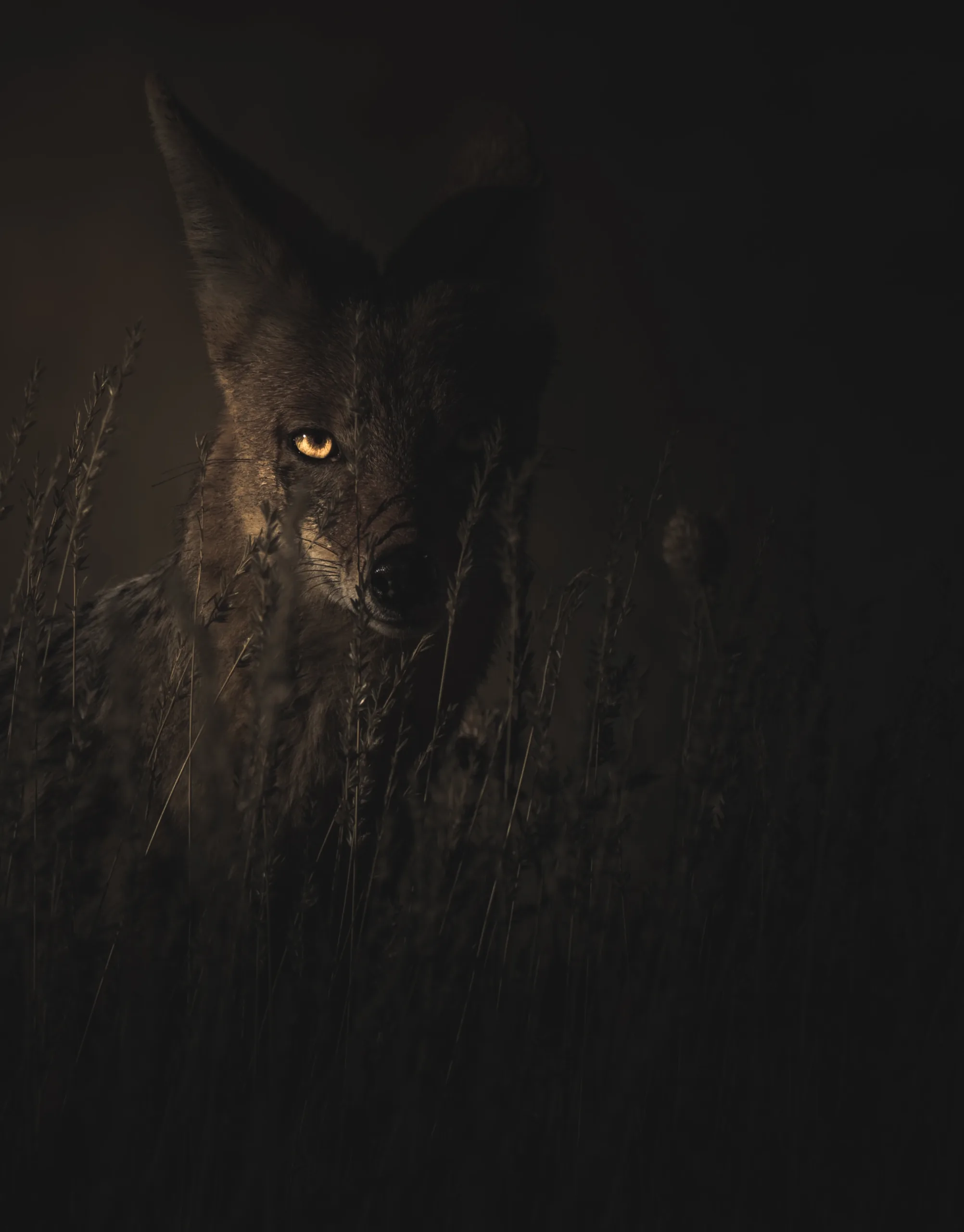 geranimo-UcBkRilVFVs-unsplash