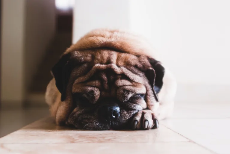 jorge-zapata-xPeIAprXOxM-unsplash