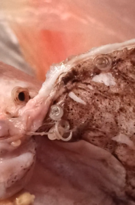 kala ussid, kuvatömmis