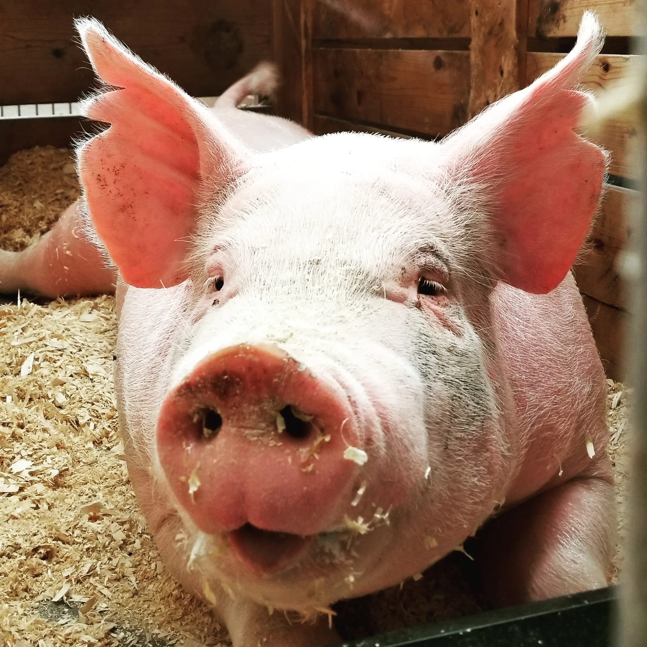 laura-anderson-CP9GGy_LkIY-unsplash