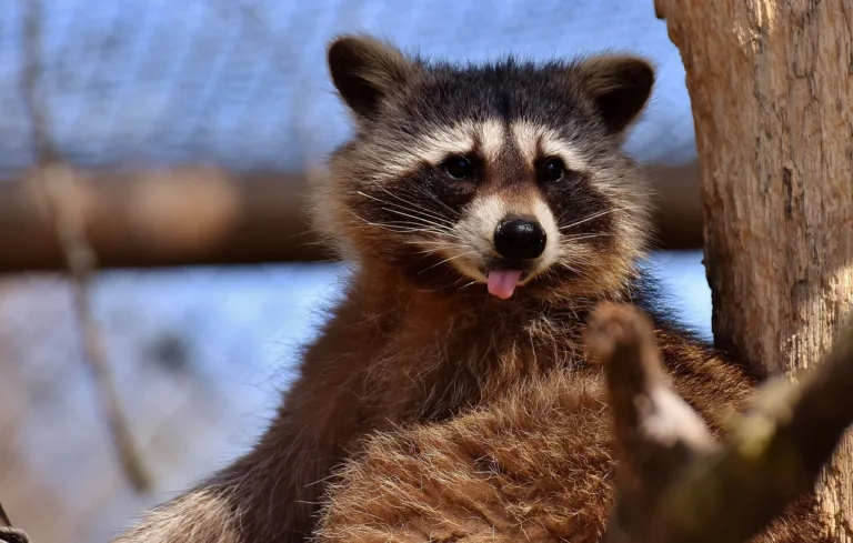 raccoon-2183755_1280
