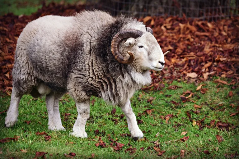 ram-3865018_1280