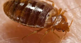 Bed bug Cimex lectularius