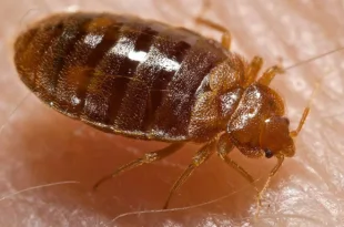 Bed bug Cimex lectularius